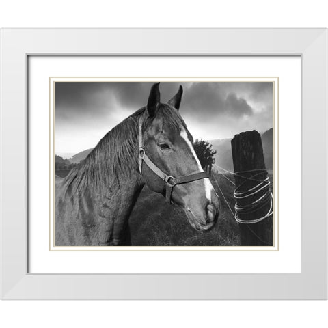 Field Horse White Modern Wood Framed Art Print with Double Matting by Phillip, Jamie