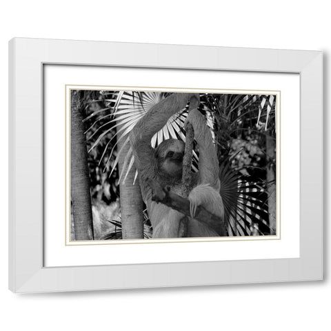 Lickity Sloth White Modern Wood Framed Art Print with Double Matting by Phillip, Jamie