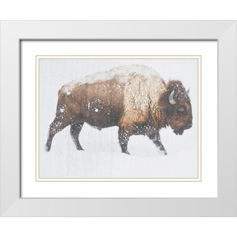 Winter Bison White Modern Wood Framed Art Print with Double Matting by Phillip, Jamie