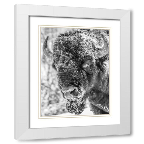Snow Bison 2 White Modern Wood Framed Art Print with Double Matting by Phillip, Jamie