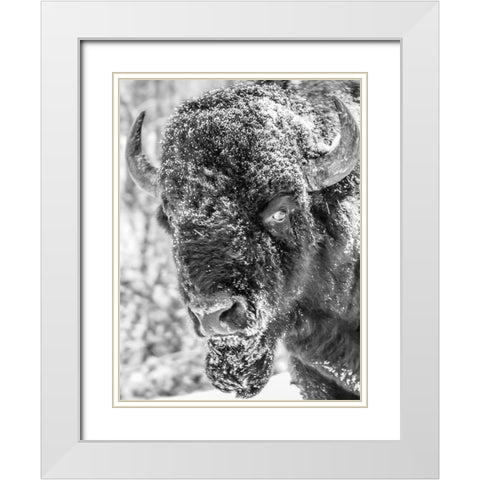 Snow Bison 2 White Modern Wood Framed Art Print with Double Matting by Phillip, Jamie