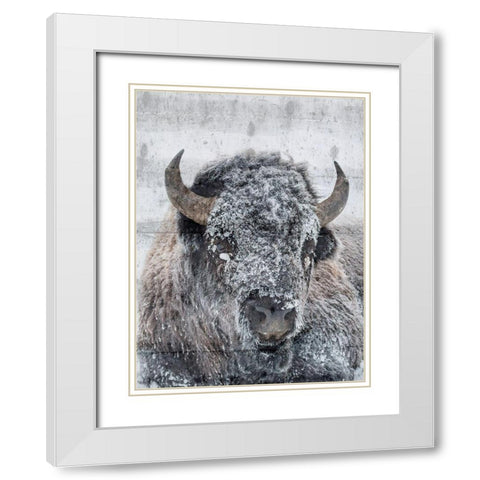 Snow Bison White Modern Wood Framed Art Print with Double Matting by Phillip, Jamie
