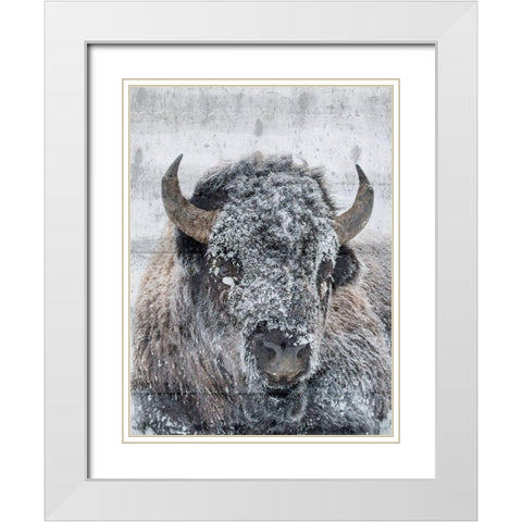 Snow Bison White Modern Wood Framed Art Print with Double Matting by Phillip, Jamie