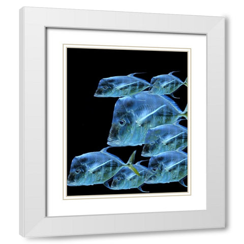 Fish Party White Modern Wood Framed Art Print with Double Matting by Phillip, Jamie