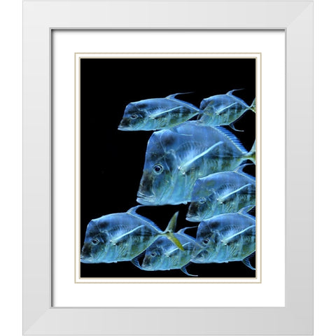 Fish Party White Modern Wood Framed Art Print with Double Matting by Phillip, Jamie