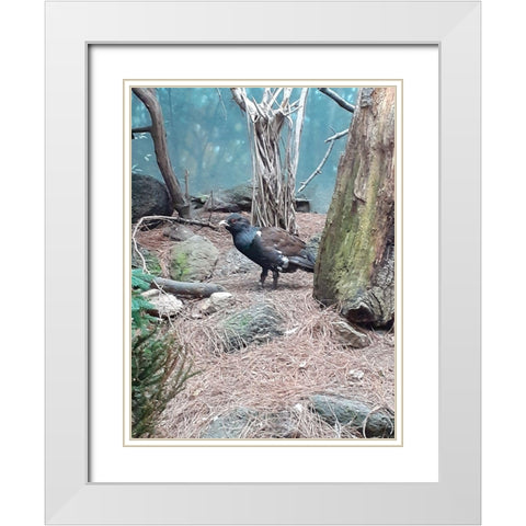 Bird White Modern Wood Framed Art Print with Double Matting by Phillip, Jamie