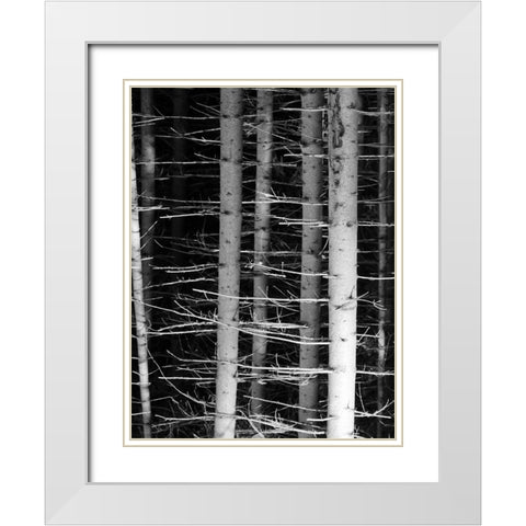 Dark Woods 2 White Modern Wood Framed Art Print with Double Matting by Phillip, Jamie