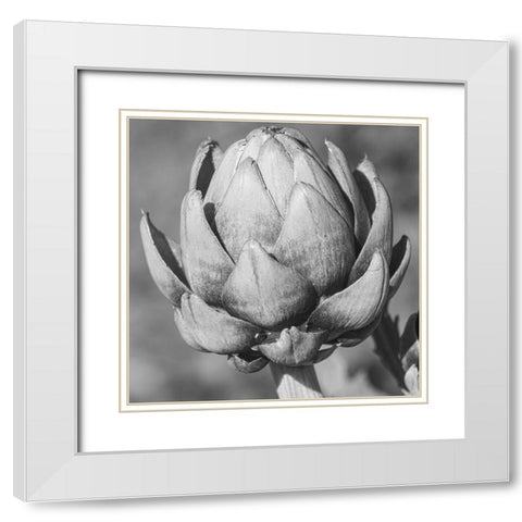 Artichoke White Modern Wood Framed Art Print with Double Matting by Phillip, Jamie
