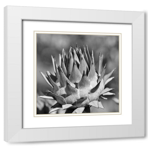 Artichoke 2 White Modern Wood Framed Art Print with Double Matting by Phillip, Jamie