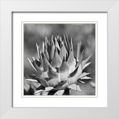 Artichoke 2 White Modern Wood Framed Art Print with Double Matting by Phillip, Jamie
