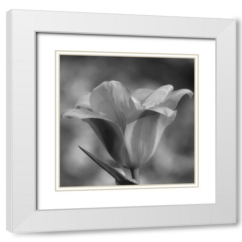 Tulip BW 3 White Modern Wood Framed Art Print with Double Matting by Phillip, Jamie