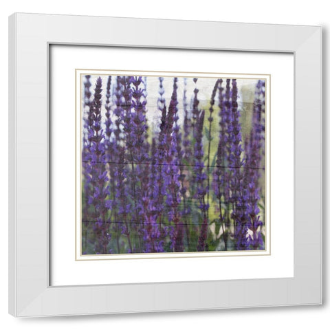 Lavender Flower White Modern Wood Framed Art Print with Double Matting by Phillip, Jamie