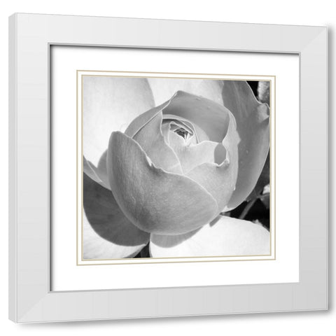 Misty Morning Rose White Modern Wood Framed Art Print with Double Matting by Phillip, Jamie