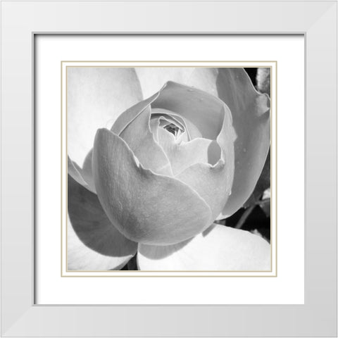 Misty Morning Rose White Modern Wood Framed Art Print with Double Matting by Phillip, Jamie
