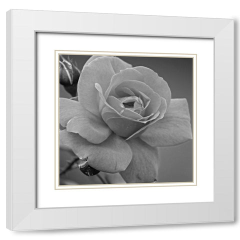 Morning Rose White Modern Wood Framed Art Print with Double Matting by Phillip, Jamie
