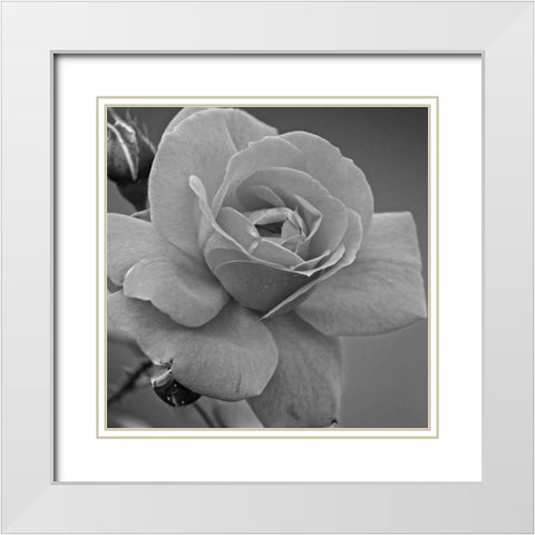 Morning Rose White Modern Wood Framed Art Print with Double Matting by Phillip, Jamie