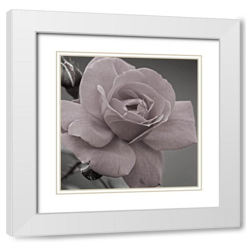 Morning Rose 2 White Modern Wood Framed Art Print with Double Matting by Phillip, Jamie