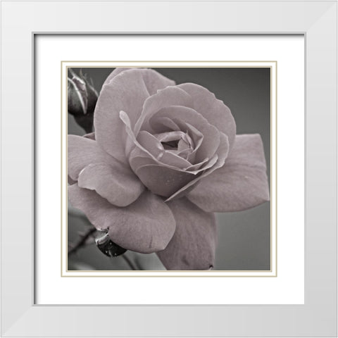Morning Rose 2 White Modern Wood Framed Art Print with Double Matting by Phillip, Jamie