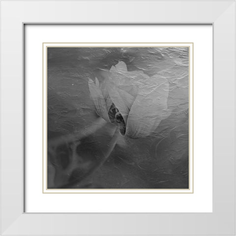 Paint Textured Rose White Modern Wood Framed Art Print with Double Matting by Phillip, Jamie