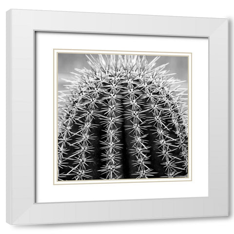 Prickly Bulb 2 White Modern Wood Framed Art Print with Double Matting by Phillip, Jamie