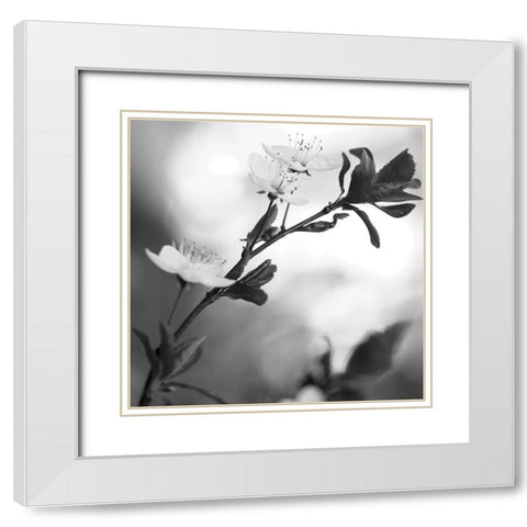 Blooming Black White Modern Wood Framed Art Print with Double Matting by Phillip, Jamie