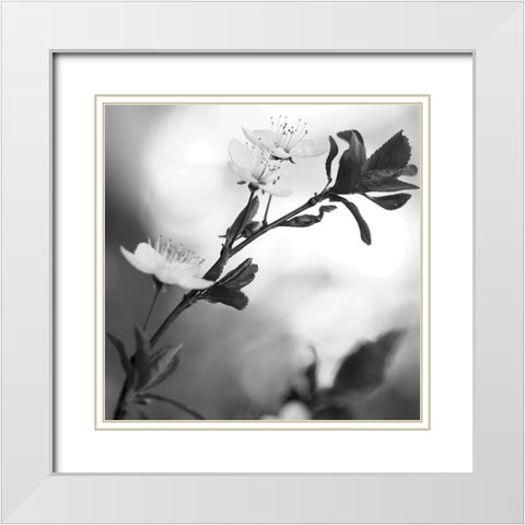 Blooming Black White Modern Wood Framed Art Print with Double Matting by Phillip, Jamie