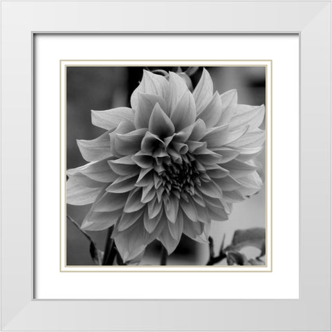 Dagenuem White Modern Wood Framed Art Print with Double Matting by Phillip, Jamie