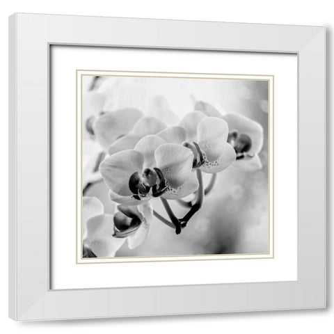 Blenkis White Modern Wood Framed Art Print with Double Matting by Phillip, Jamie