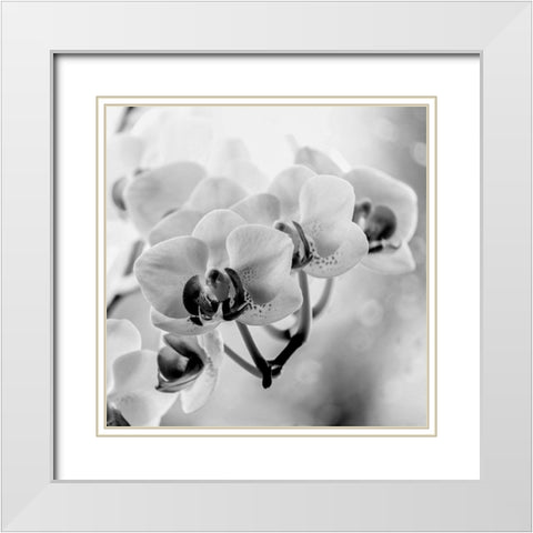 Blenkis White Modern Wood Framed Art Print with Double Matting by Phillip, Jamie