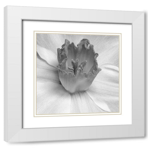 Floral Bud 2 White Modern Wood Framed Art Print with Double Matting by Phillip, Jamie
