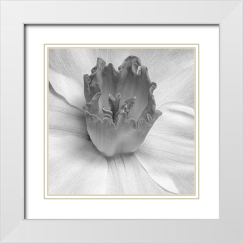 Floral Bud 2 White Modern Wood Framed Art Print with Double Matting by Phillip, Jamie