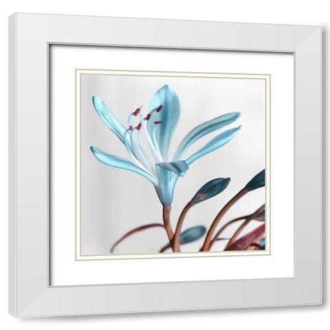 Blue Xray White Modern Wood Framed Art Print with Double Matting by Phillip, Jamie