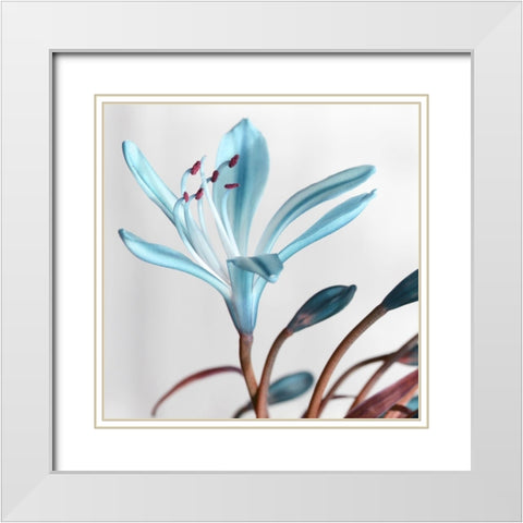 Blue Xray White Modern Wood Framed Art Print with Double Matting by Phillip, Jamie