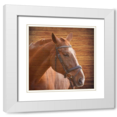 Horse Face White Modern Wood Framed Art Print with Double Matting by Phillip, Jamie