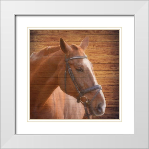 Horse Face White Modern Wood Framed Art Print with Double Matting by Phillip, Jamie