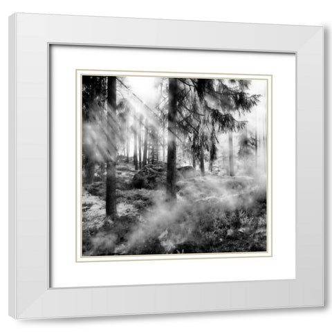 Black Forest 2 White Modern Wood Framed Art Print with Double Matting by Phillip, Jamie