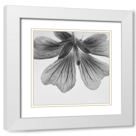 Transparent White Modern Wood Framed Art Print with Double Matting by Phillip, Jamie