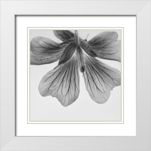 Transparent White Modern Wood Framed Art Print with Double Matting by Phillip, Jamie