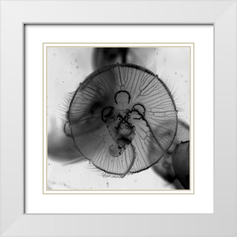 Jelly Fish White Modern Wood Framed Art Print with Double Matting by Phillip, Jamie