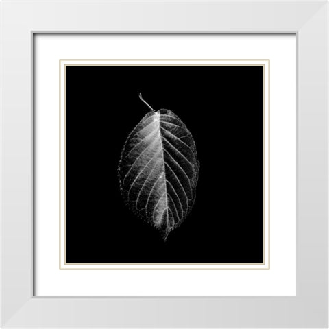 Xray In The Dark White Modern Wood Framed Art Print with Double Matting by Phillip, Jamie