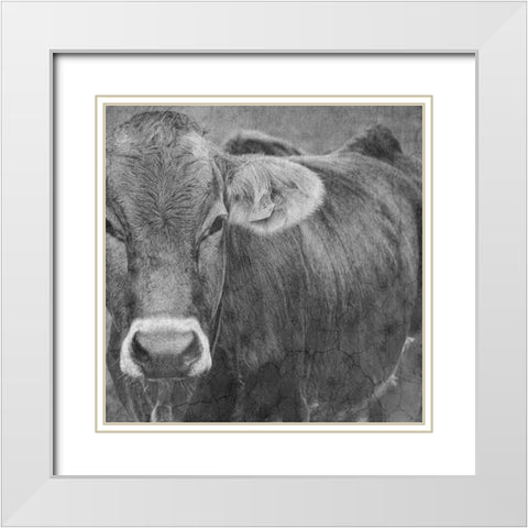 Bull White Modern Wood Framed Art Print with Double Matting by Phillip, Jamie