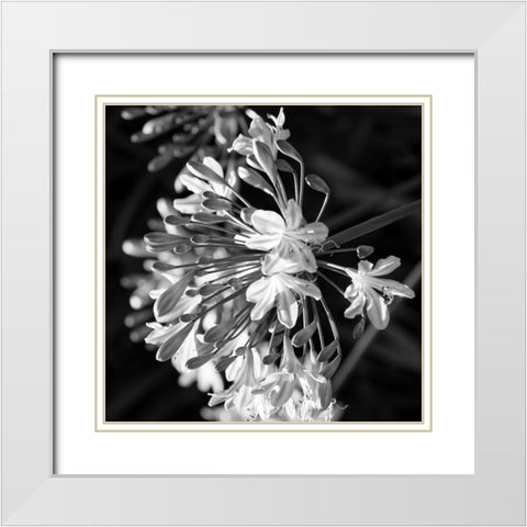 Night Field White Modern Wood Framed Art Print with Double Matting by Phillip, Jamie