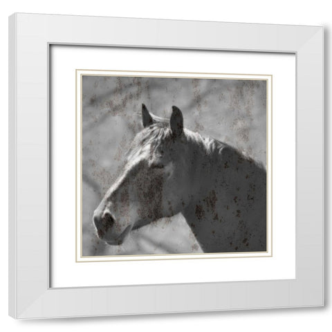 White Horse White Modern Wood Framed Art Print with Double Matting by Phillip, Jamie