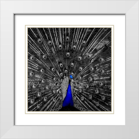 Peacock Black White Modern Wood Framed Art Print with Double Matting by Phillip, Jamie