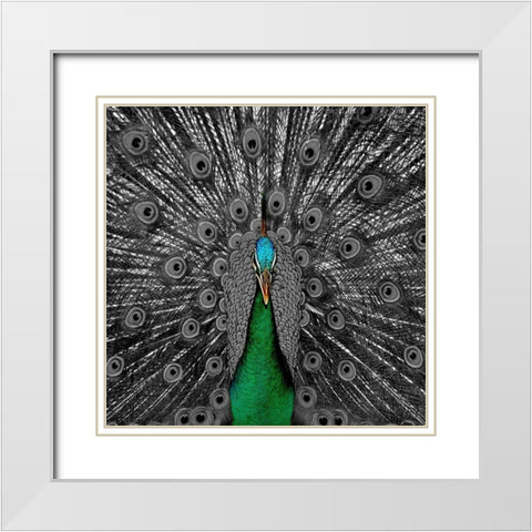 Peacock Black 2 White Modern Wood Framed Art Print with Double Matting by Phillip, Jamie