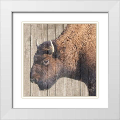 Buffalo Bison White Modern Wood Framed Art Print with Double Matting by Phillip, Jamie