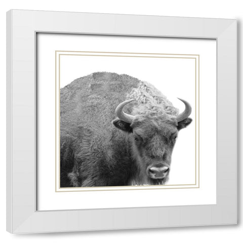 BW Bison White Modern Wood Framed Art Print with Double Matting by Phillip, Jamie