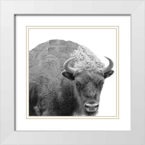 BW Bison White Modern Wood Framed Art Print with Double Matting by Phillip, Jamie