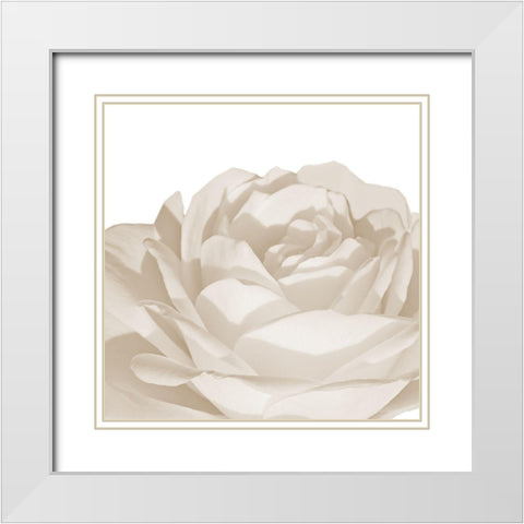 White Rose 1 White Modern Wood Framed Art Print with Double Matting by Phillip, Jamie