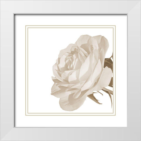White Rose 2 White Modern Wood Framed Art Print with Double Matting by Phillip, Jamie